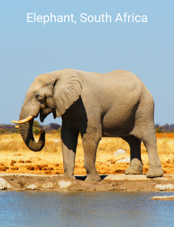 elephant